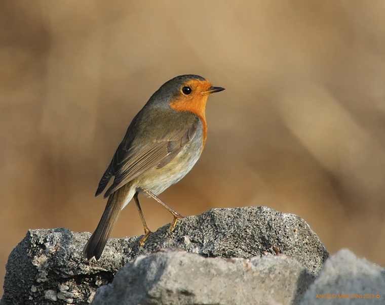 un Pettirosso un ritrattino